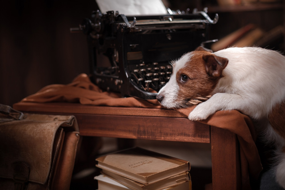 terrier az asztalra lapulva fekszik, mögötte írógép